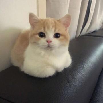 邢臺橋東動物醫院價格多少