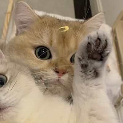 邢臺內丘動物診所哪家合適